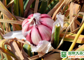 西班牙：蒜價(jià)保持低位 出口增長(zhǎng)10% ()