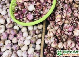 昆明：紫皮香蒜優(yōu)質(zhì)優(yōu)價 ()