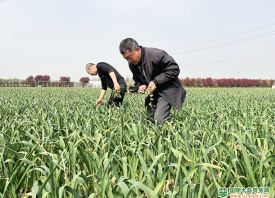 保定博野：“小蒜頭”打造“大產(chǎn)業(yè)” ()