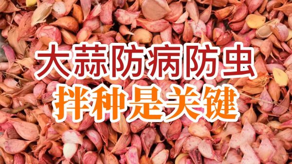 大蒜防病防蟲、拌種是關(guān)鍵 ()